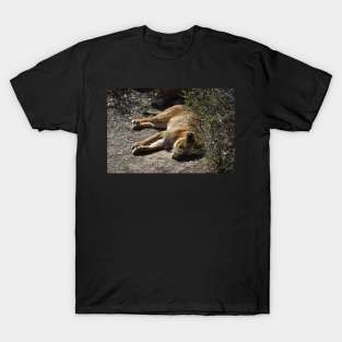 Lion T-Shirt